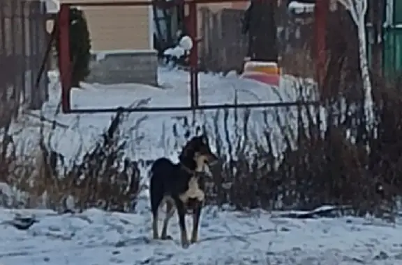 Найдена собака, Москва, фото: Найдена собака в Ворыпаево, помогите найти хозяев!