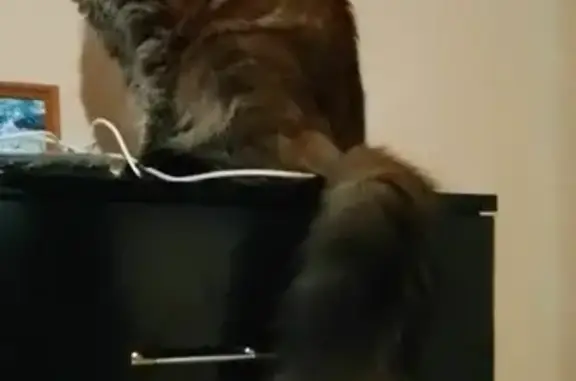 Кошки потеряшки, Ярославль, фото: Потеряшка кошка мейн-кун на Коттеджной, Ярославль