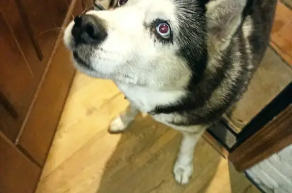 Найдена собака Хаски на Молдавской, 16 в Орле