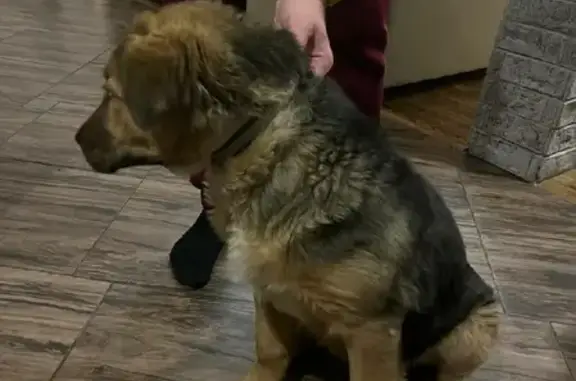 Собака найдена на Десантной улице, Раменское