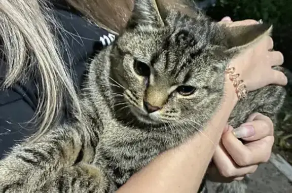 Пропала кошка на Мочалина, 24 в Первомайске