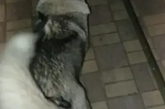 Собака найдена на 2-м Кленовом в районе Дружбы, хаски с ошейником.