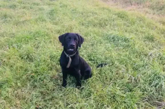 Пропала собака Лабрадор в Синдоре, Республика Коми