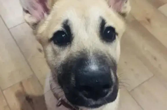 Собаки потеряшки, Калининград, фото: Потеряшка золотистая собака на ул. Ивана Земнухова, Калининград