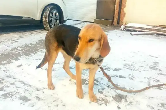 Собака найдена в Балашихе