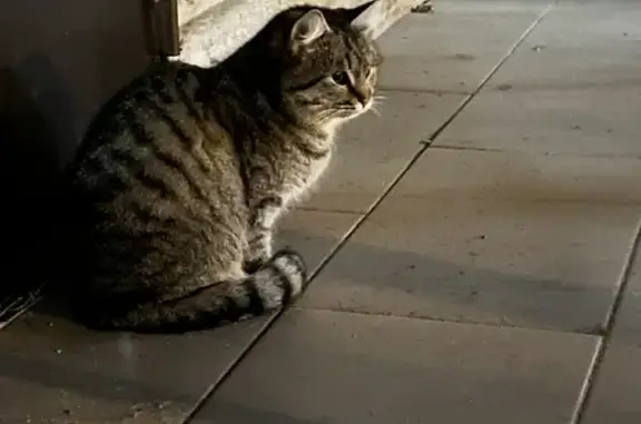 Кошка возле массажного салона на Ангарской, 71