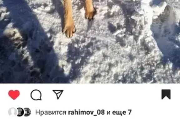Пропала собака Немец возрастом 4 года в Смоленском переулке, Шелехов