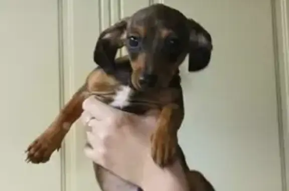 Найденные животные Ростов-на-Дону, фото: Найден рыжий щенок на Театральном проспекте