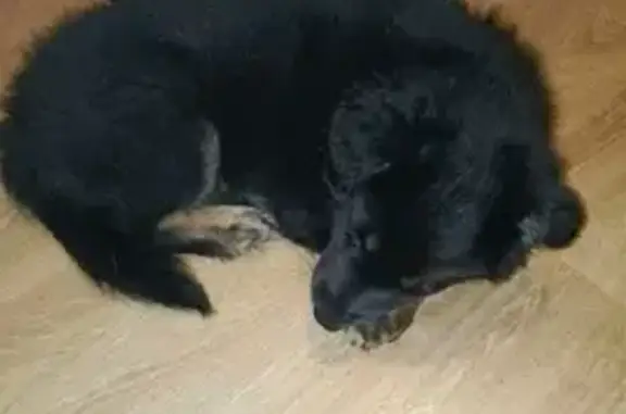 Собака найдена на Партизанской, 94 в Барнауле