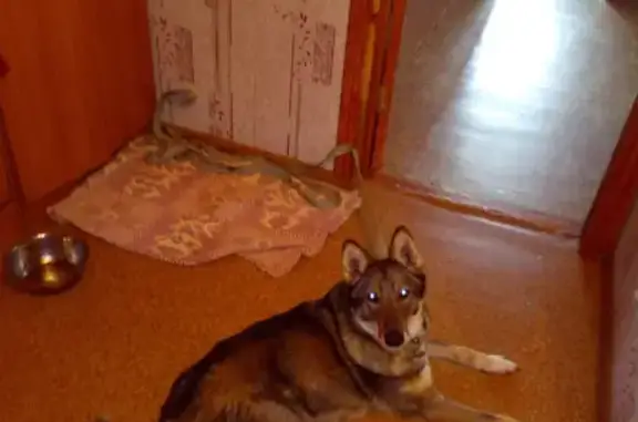 Пропала собака в Ананино, Вологодская область