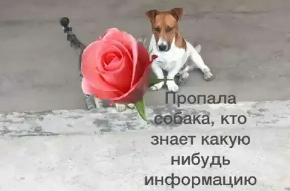 Пропала собака на ул. Максима Горького 13 в Беслане