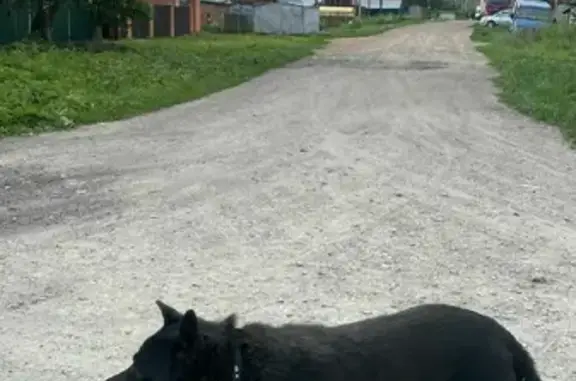 Пропала собака Восточно сибирская лайка в Новосибирске