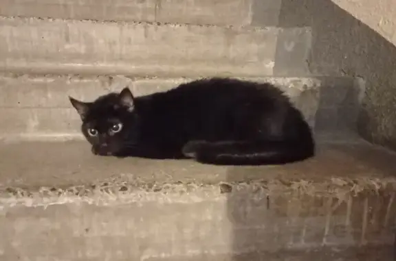 Найдена кошка в Серпуховском переулке, Калининград