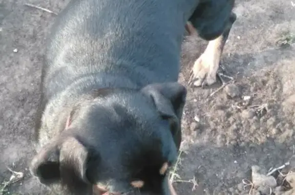 Пропала собака Норка на Ракитовском шоссе, Самара
