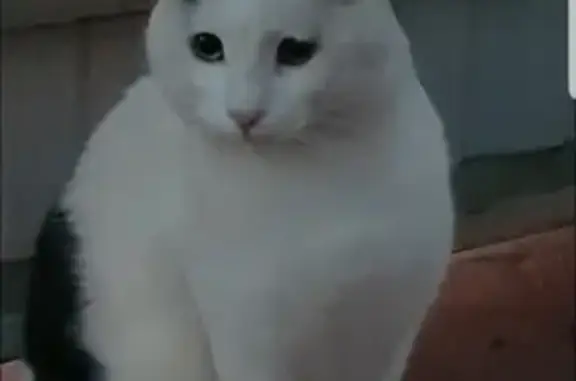 Кошки потеряшки, Нижняя Павловка, фото: Потеряшка кошка на Молодёжной, Нижняя Павловка