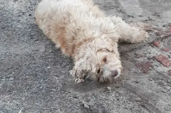 Пропала собака Чижик на ул. М. Горького, 142, Донецк