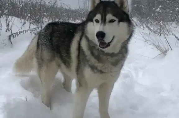 Пропала собака Хаски в лесу возле Данков: Малибу, 8 лет, волчий окрас.
