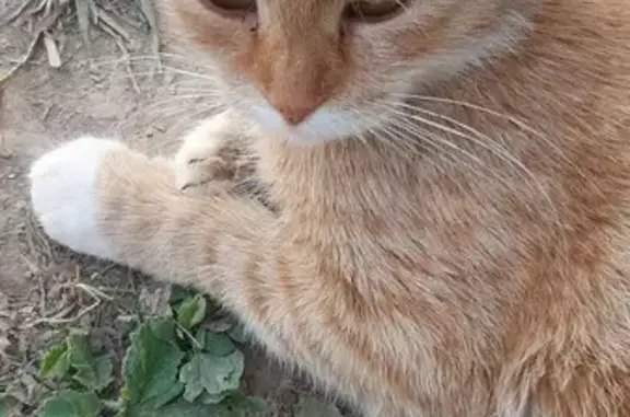 Пропала кошка на Школьной ул. в Дорохово