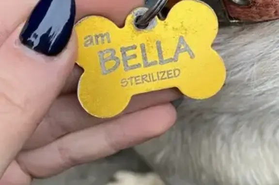 Найдена собака, Тбилиси, фото: Собака на проспекте Важа Пшавела, Тбилиси