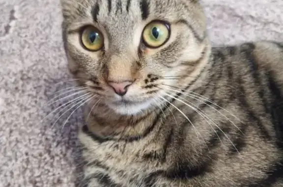 Кошки потеряшки, Тамбов, фото: Потеряшка кошка Фунтик на ул. Верстовского, Тамбов