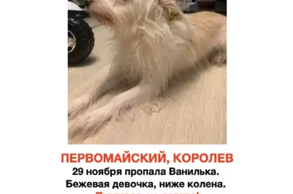 Пропала собака в Первомайском, Королев - ищем Ванильку! 🆘