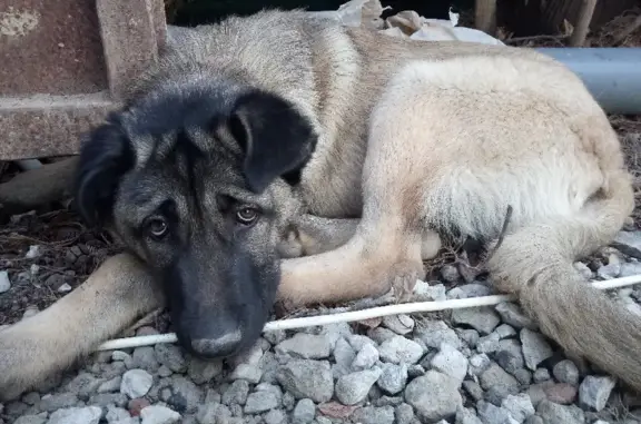 Собака найдена на Алупкинском шоссе, 6А (27 символов)