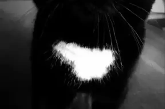 Пропала кошка в Кольцово, черный с белыми пятнами.