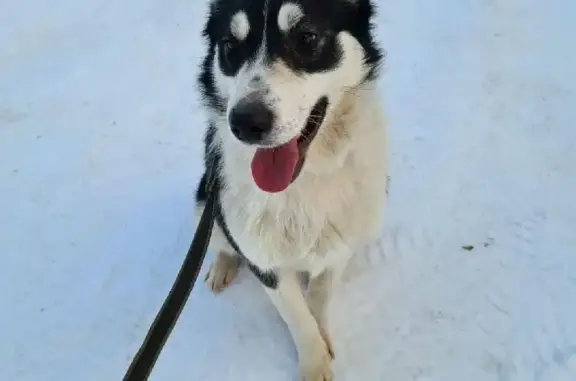 Собаки потеряшки, Санкт-Петербург, фото: Потеряшка собака на Ириновском проспекте в СПб