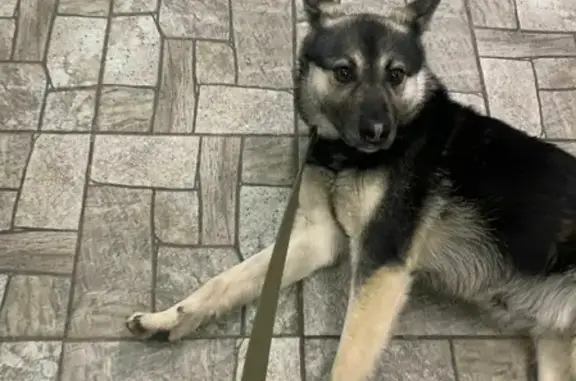 Найдена собака на Серпуховском Валу, Москва