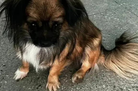 Найдена девочка-собака на улице 50 лет ВЛКСМ, 99 в Ставрополе