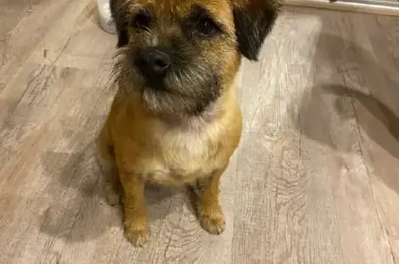 Собаки потеряшки, Санкт-Петербург, фото: Потеряшка рыжая собака Бэтси на Ручейном переулке 16