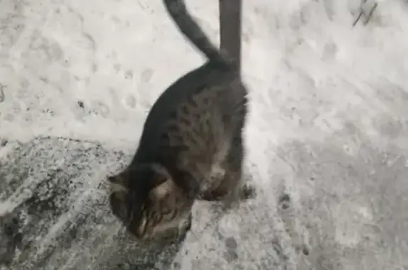 Найден добрый кот на Мончегорской, Нижний Новгород