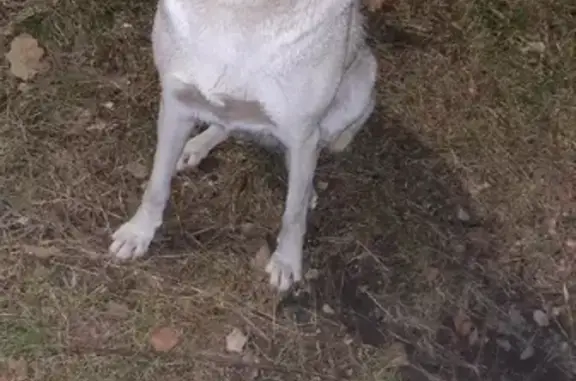 Пропала собака Люся на улице Гагарина, 39