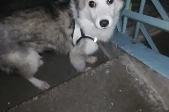 Собака найдена на Менделеева, 22 в Нижневартовске.