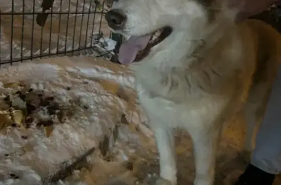 Собака найдена на улице Уртак, Казань