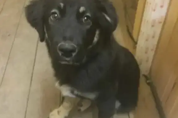 Пропала собака в Коптево, хвост купирован