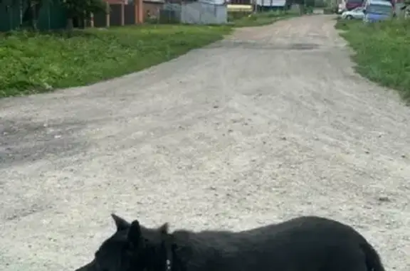 Пропала собака Вилюй на Автогенной ул. 101, Новосибирск
