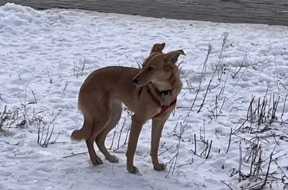 Найдена собака на Варшавском шоссе, возможно имя Алиса
