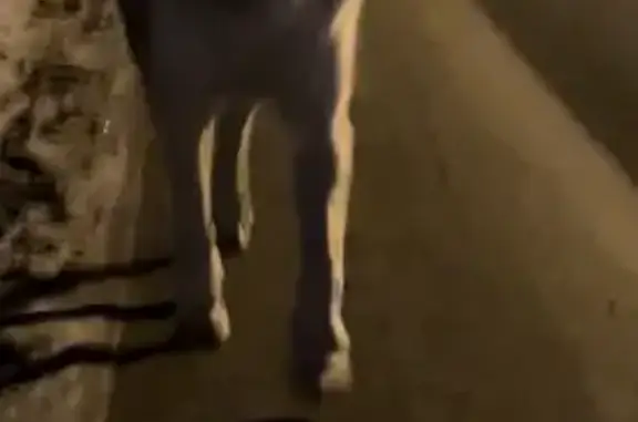 Найдена собака, Москва, фото: Собака Кабель найдена в Кривцах без адресника