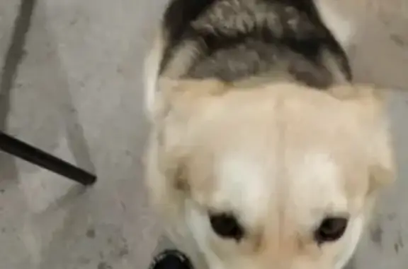 Пропала собака в Домодедово, лайка, 3 года, светлый окрас.