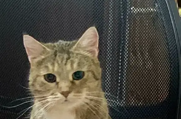 Потерянные животные Смоленск, фото: Пропала кошка Бася на пр. Строителей, 8 в Смоленске