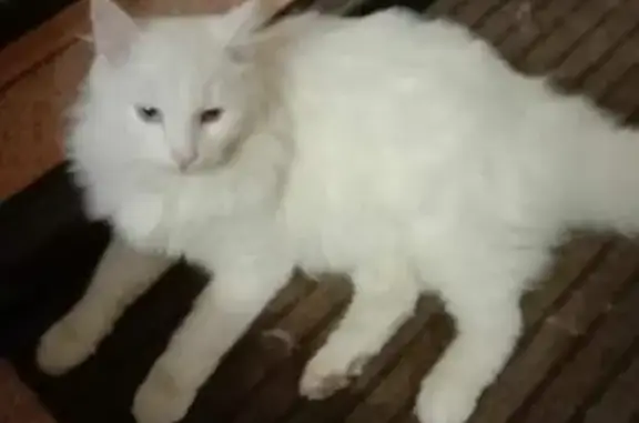 Кошки потеряшки, Тольятти, фото: Потеряшка белая кошка на улице Горького, Тольятти.