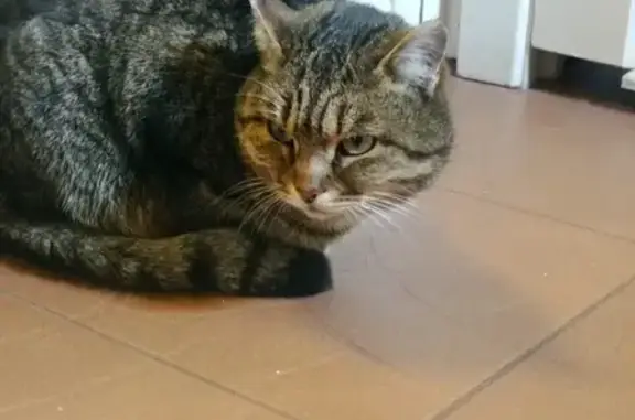 Найдена домашняя кошка в Уфе