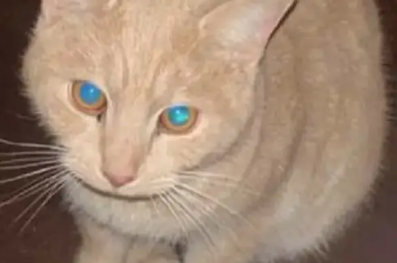 Молодой рыжий кот найден в Дубровках, МО