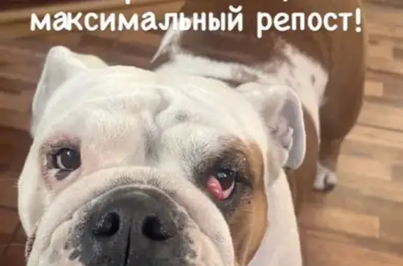 Пропала собака в Ростове, ул. Нозадзе 22.