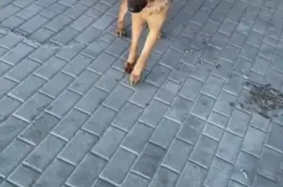 Найдена собака на Лазурной, Барнаул