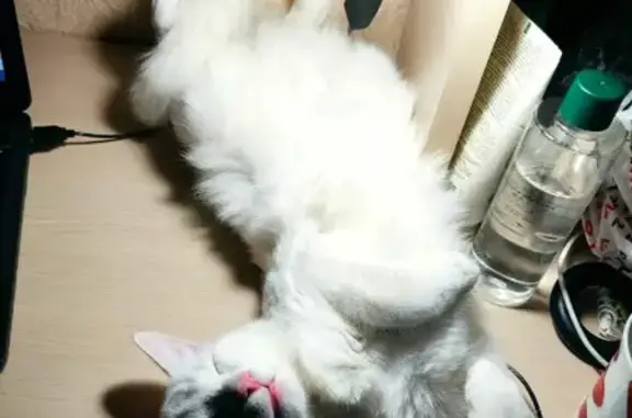 Кошки потеряшки, Ярославль, фото: Потеряшка кот Бася на пр. Фрунзе, 59 в Ярославле