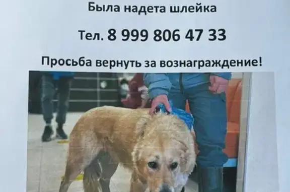 Пропала собака в Селятино на Фабричной улице