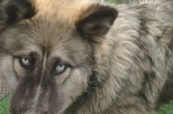 Пропала собака с голубыми глазами на Менделеева, 52