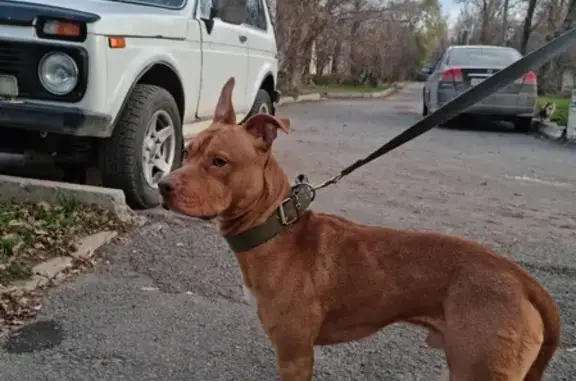 Собака найдена в Почтовом переулке 10, Волгодонск.